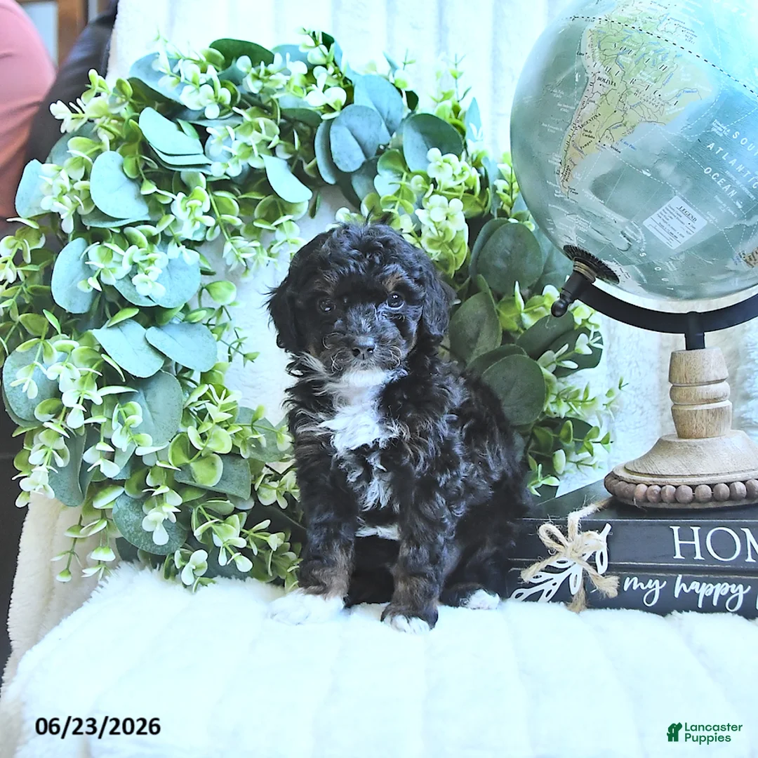 Miniature Poodle dogs for sale: Dicky - Ad 1