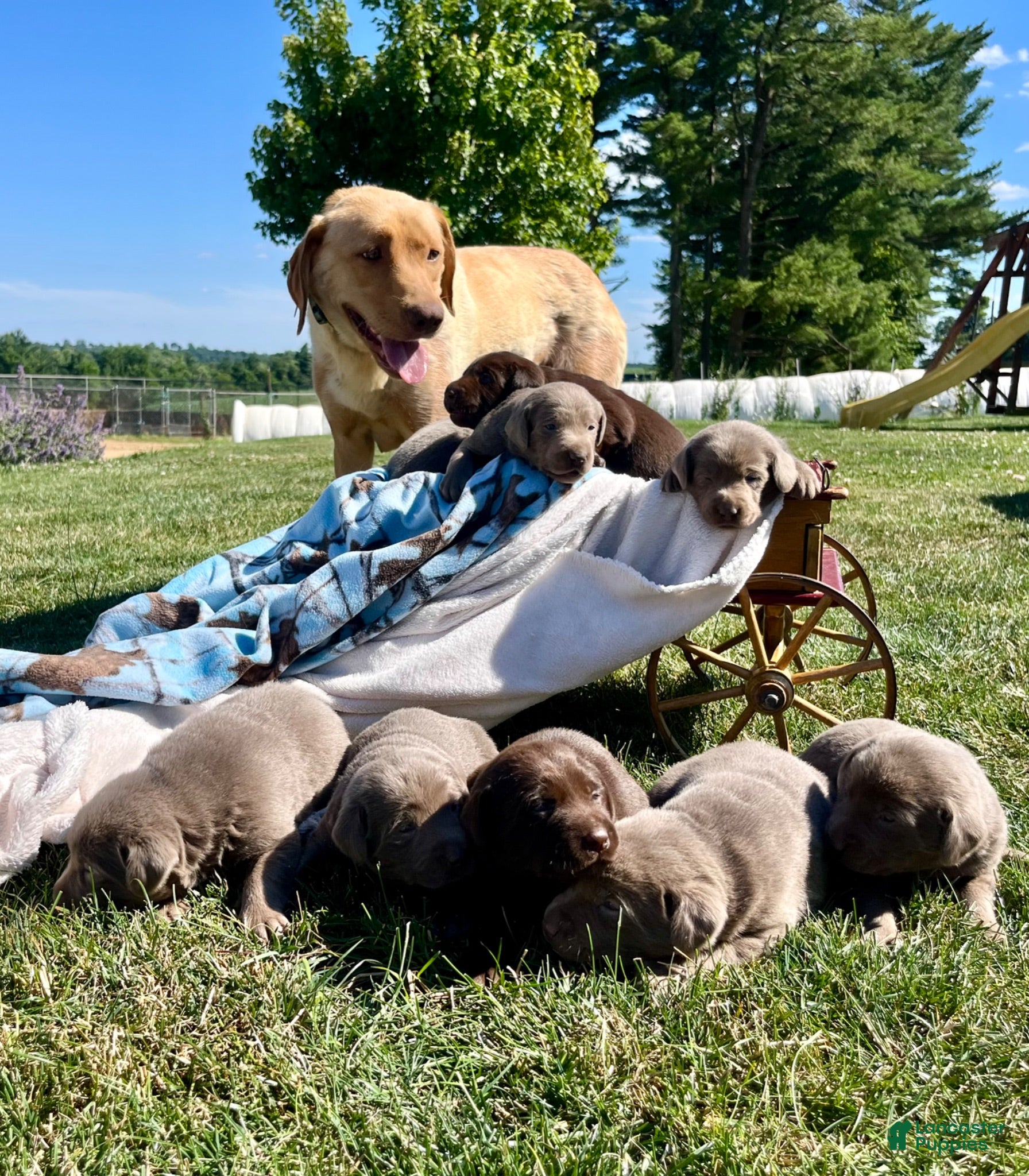 Labrador Retriever dogs Tootsie❤️AKC Hip Cert - Ad 2