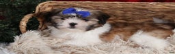 Shih Tzu dogs for sale: Jared - Ad 16