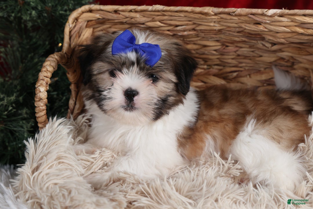 Shih Tzu dogs for sale: Jared - Ad 16