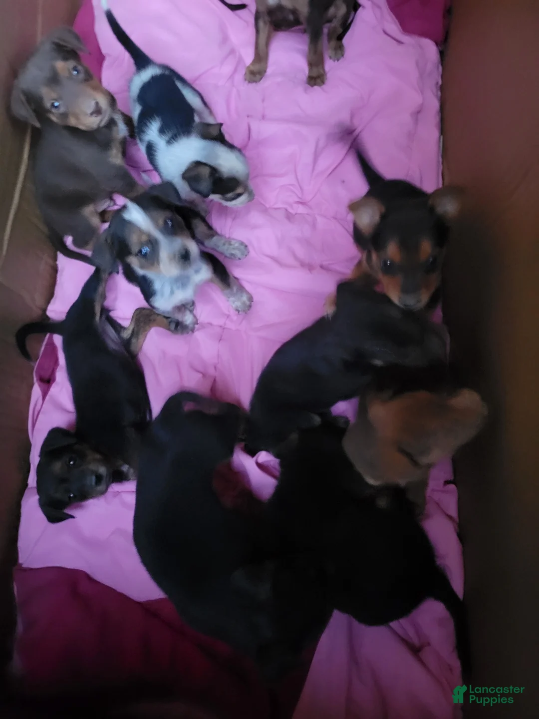 Mixed Breed dogs for sale: Mixed Breed 6 - Ad 2