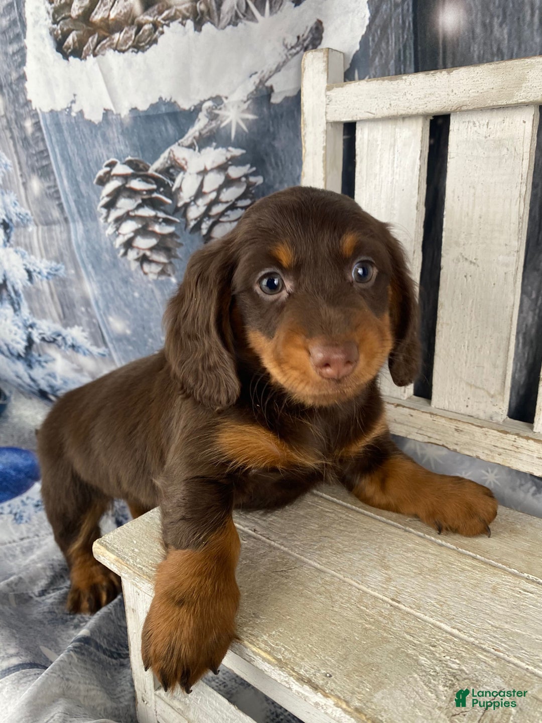 Miniature Dachshund dogs for sale: Lexi - Ad 3