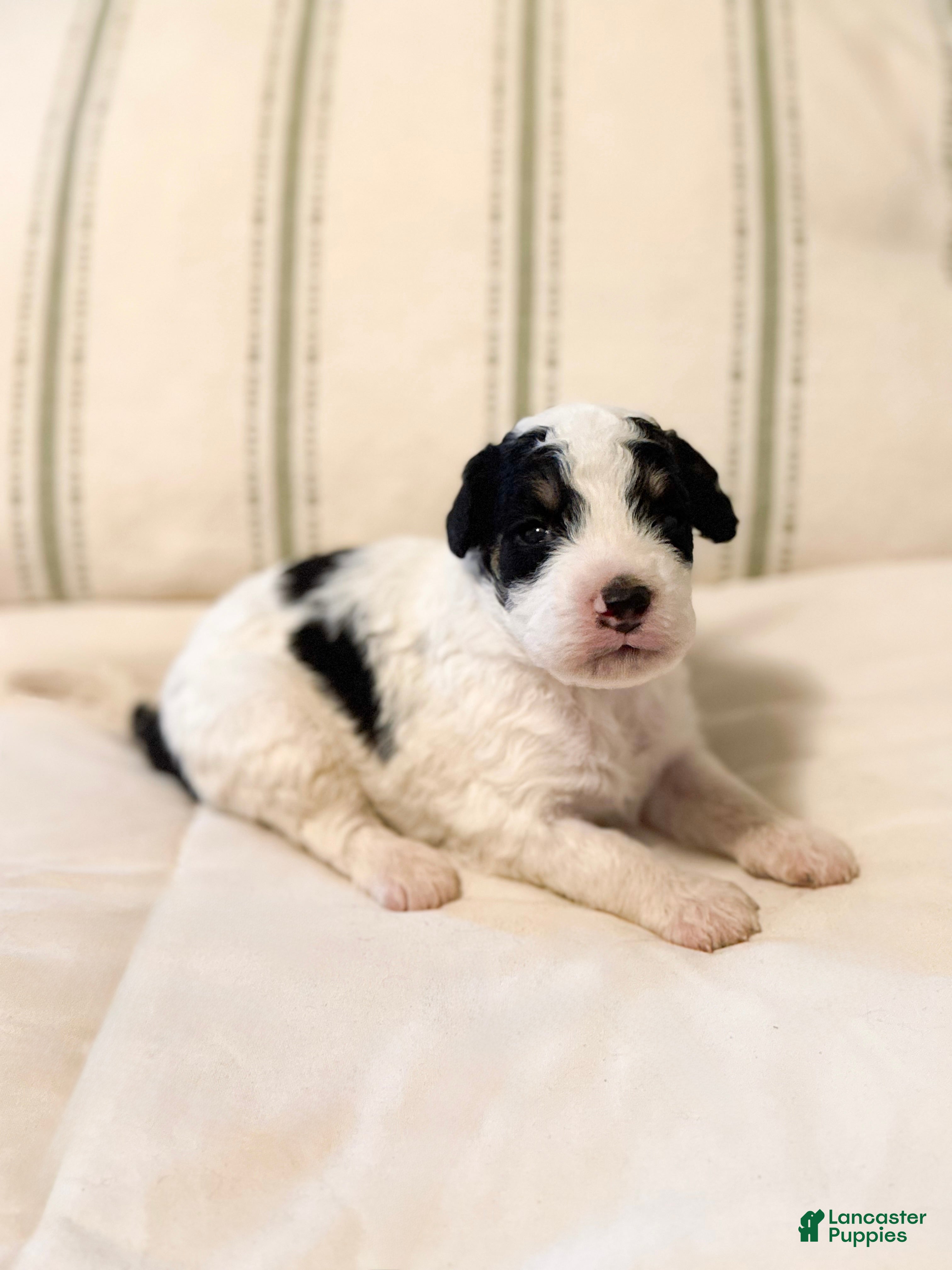 Buster, Doodle / designer cross
