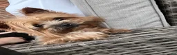 Yorkshire Terrier dogs for sale: Tucker - Ad 5
