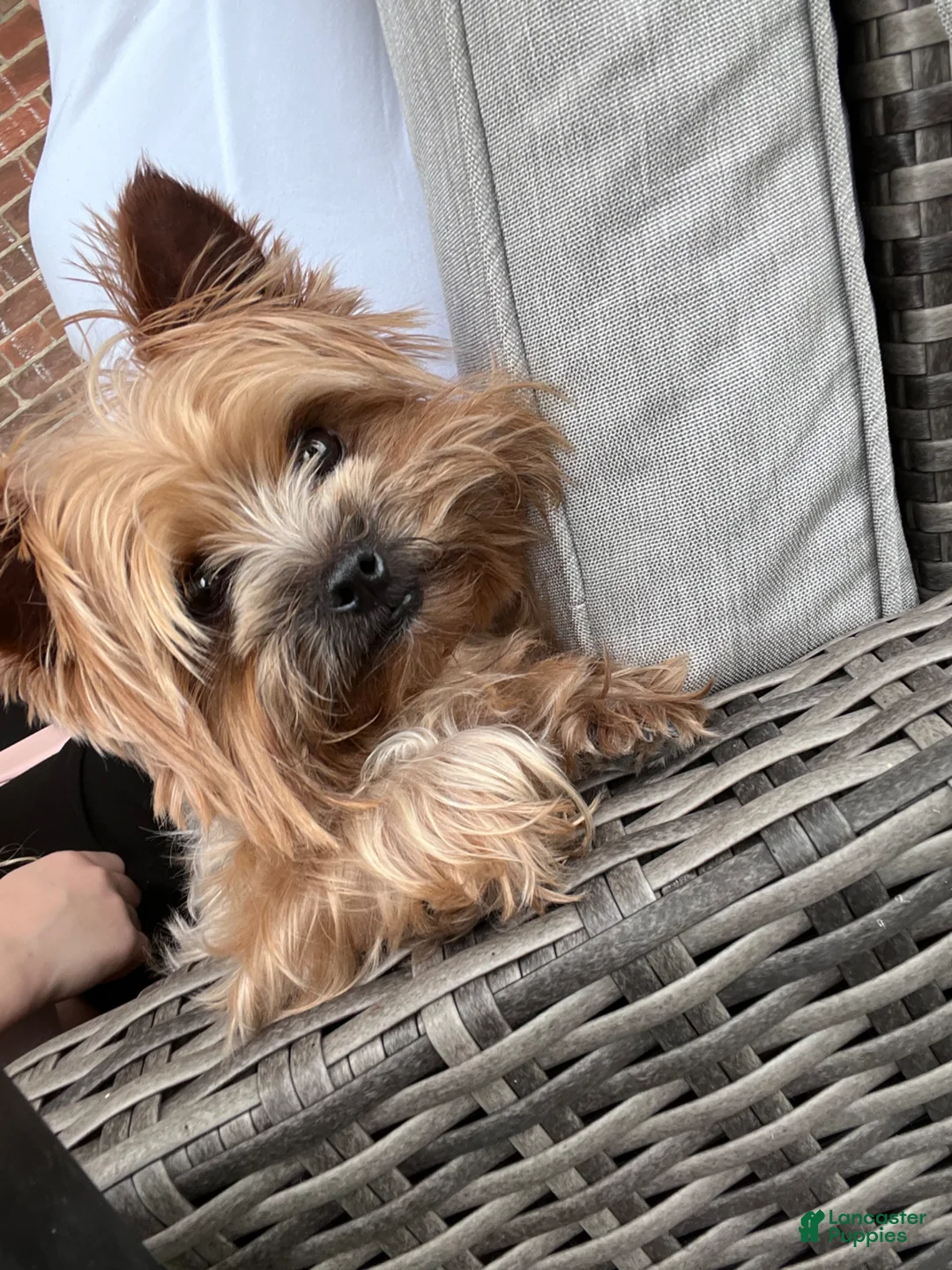 Yorkshire Terrier dogs for sale: Tucker - Ad 5