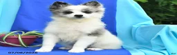 Pomeranian dogs for sale: Molly - Ad 1