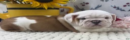 English Bulldog dogs for sale: Rufo - Ad 3