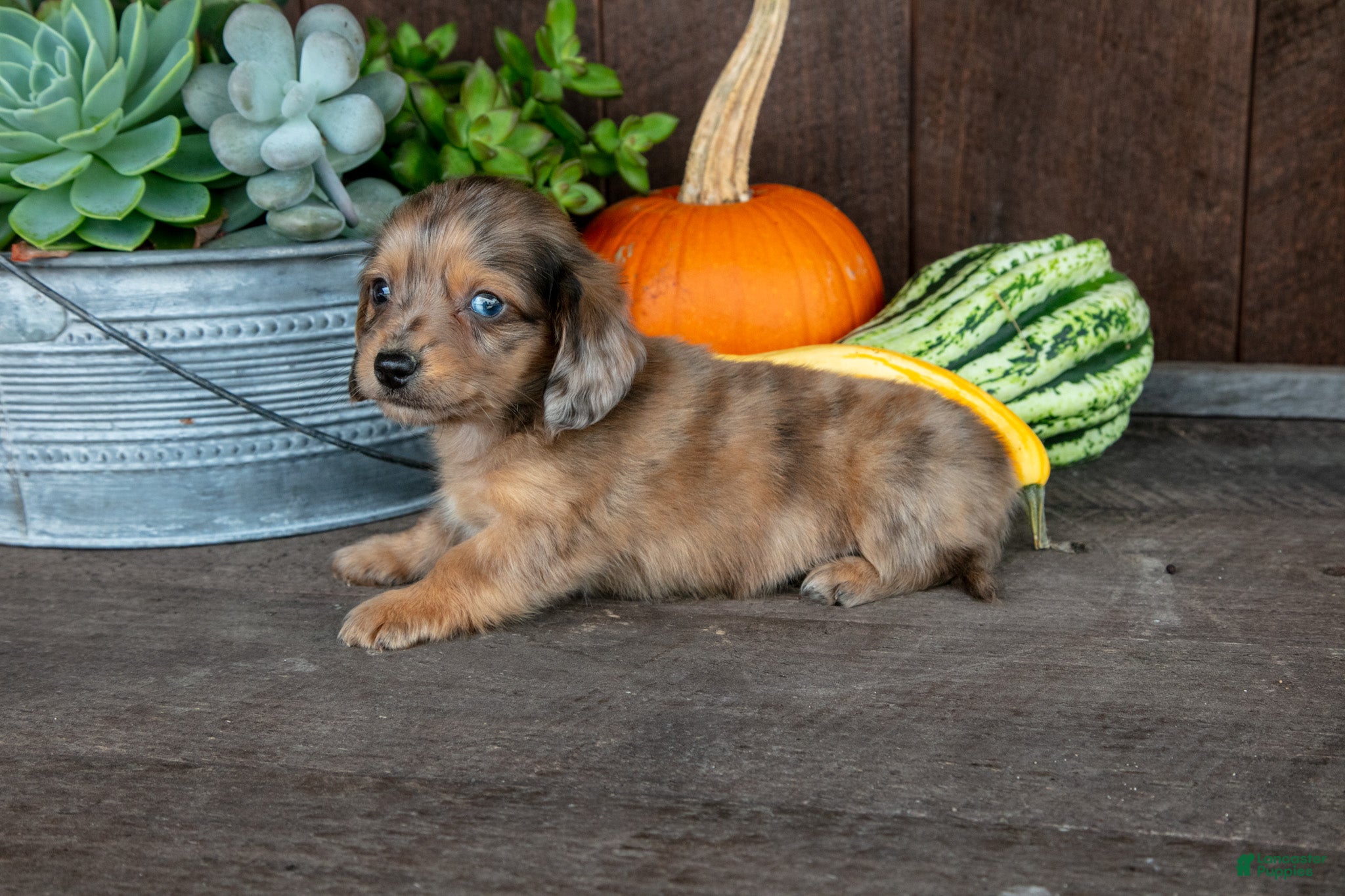 Miniature Dachshund dogs for sale: Zane - Ad 4