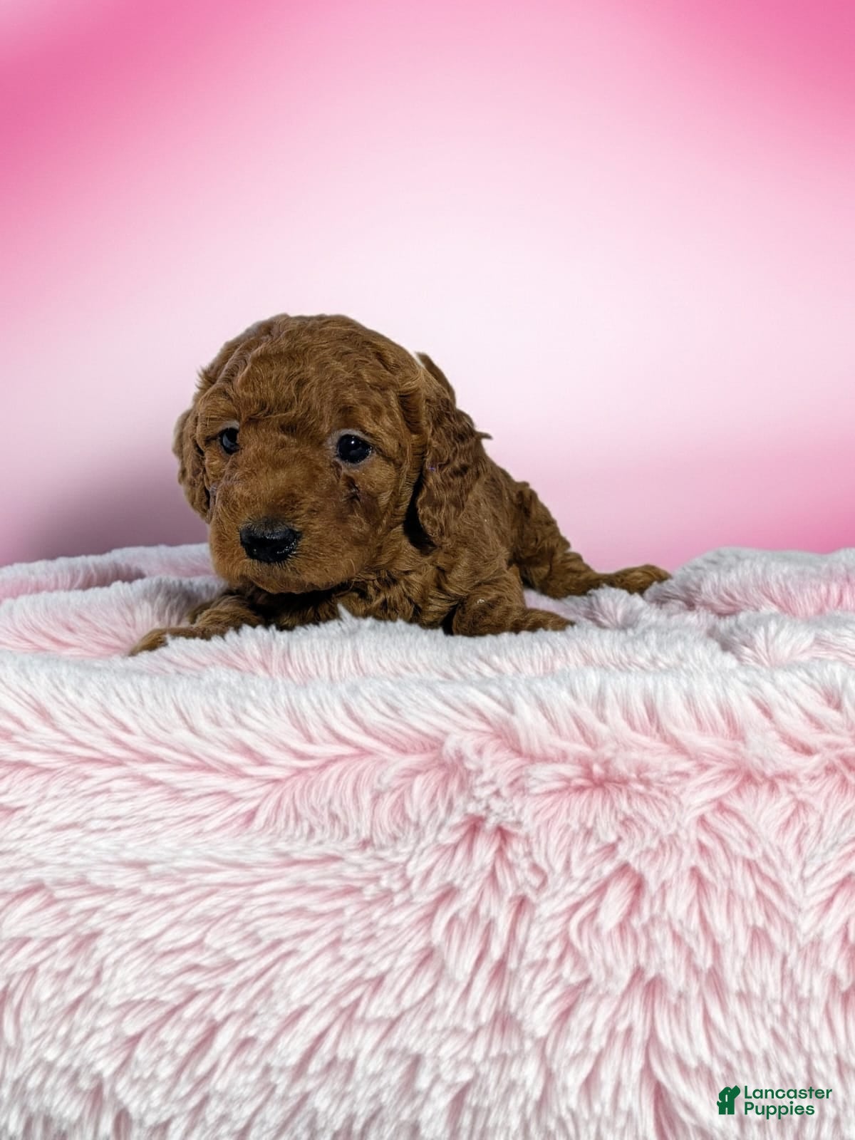 Goldendoodle dogs barbie - Ad 1