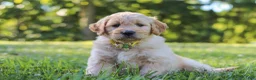 Mixed Breed dogs for sale: Jasper - Ad 2