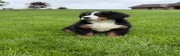 Bernese Mountain Dog dogs for sale: Ollie  - Ad 4