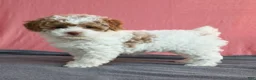 Toy Poodle dogs for sale: Evie 🦩 - Ad 13