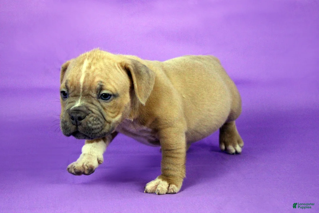 American Bully dogs for sale: Fawn Female (1 white foot) - Ad 2