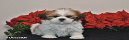 Shih Tzu dogs for sale: Rex - Ad 2