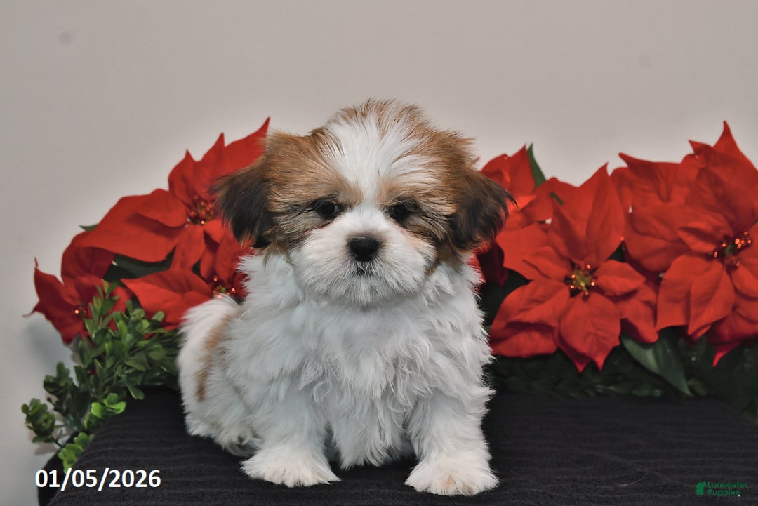 Shih Tzu dogs for sale: Rex - Ad 2