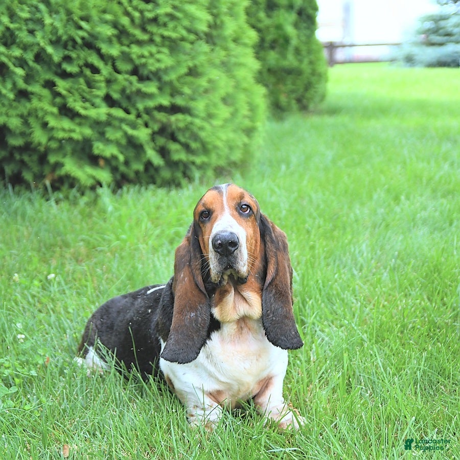 Basset Hound dogs Jacqueline - Ad 12