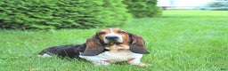 Basset Hound dogs for sale: Jacqueline - Ad 6