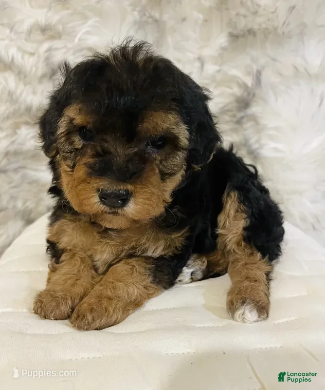 Mini Bernedoodle dogs CANDY CANE - Ad 7