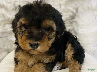 Mini Bernedoodle dogs CANDY CANE - Ad 5