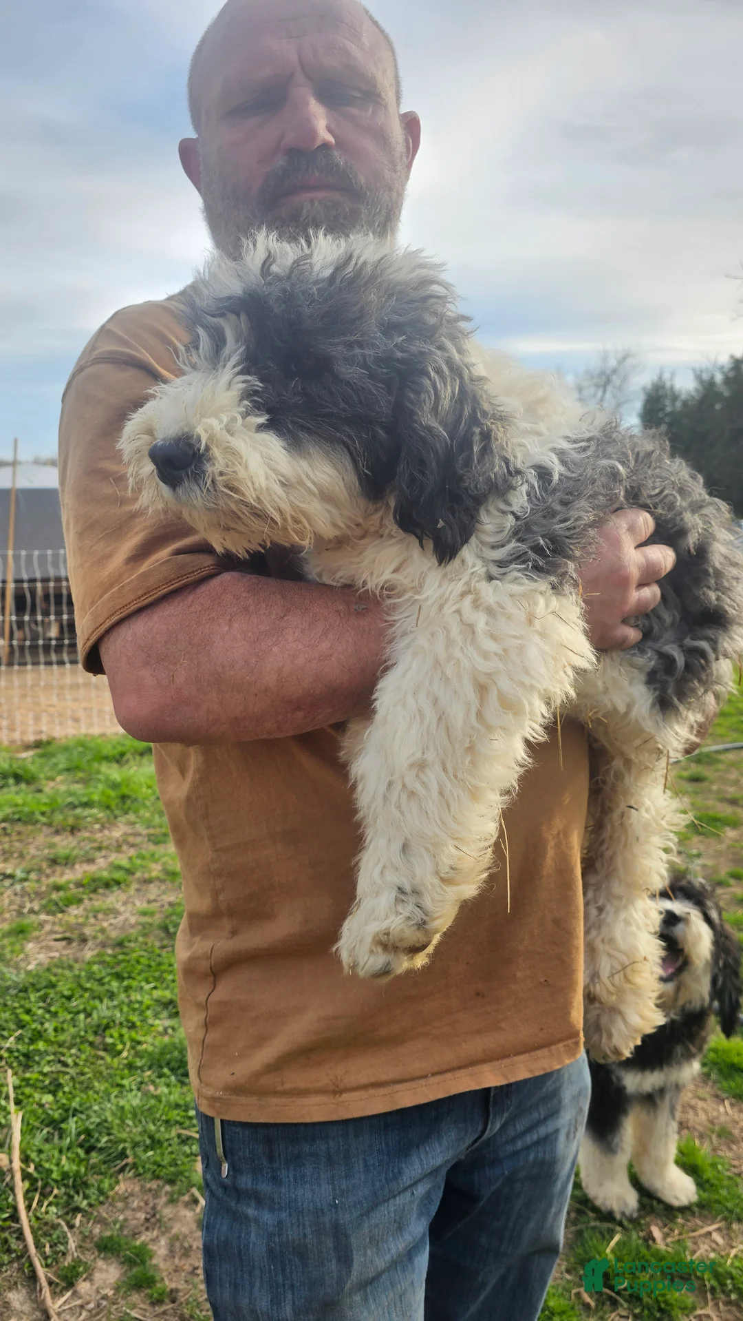 Bichpoo dogs for sale: Jackson - Ad 2