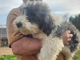 Bichpoo dogs Jackson - Ad 6