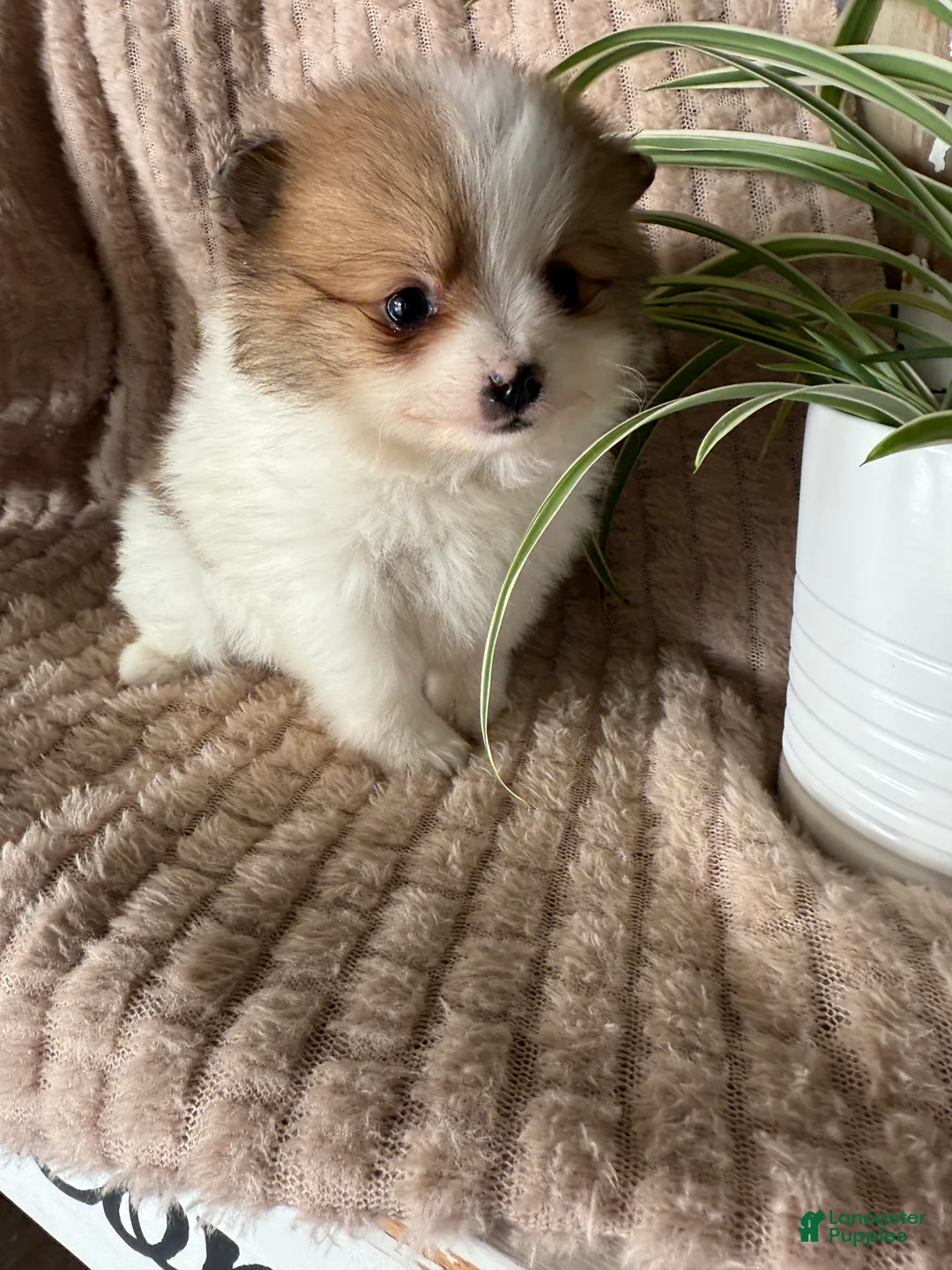 Pomeranian dogs for sale: Caleb - Ad 15