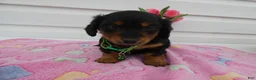 Miniature Dachshund dogs for sale: Miniature Dachshund Puppy 2 Dottie - Ad 3