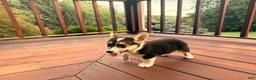 Welsh Corgi Pembroke dogs for sale: Floyd - Ad 14