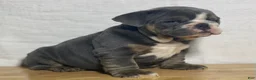 English Bulldog dogs for sale: Millie - Ad 5