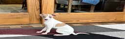 Italian Greyhound dogs for sale: Cindy - Ad 8