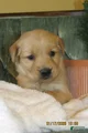 Golden Retriever Puppy 7 Rider