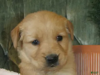 Golden Retriever dogs Golden Retriever Puppy 7 Rider - Ad 26