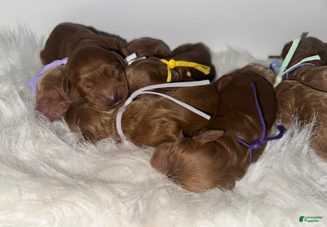 Goldendoodle dogs for sale: Girl 5 - Ad 3