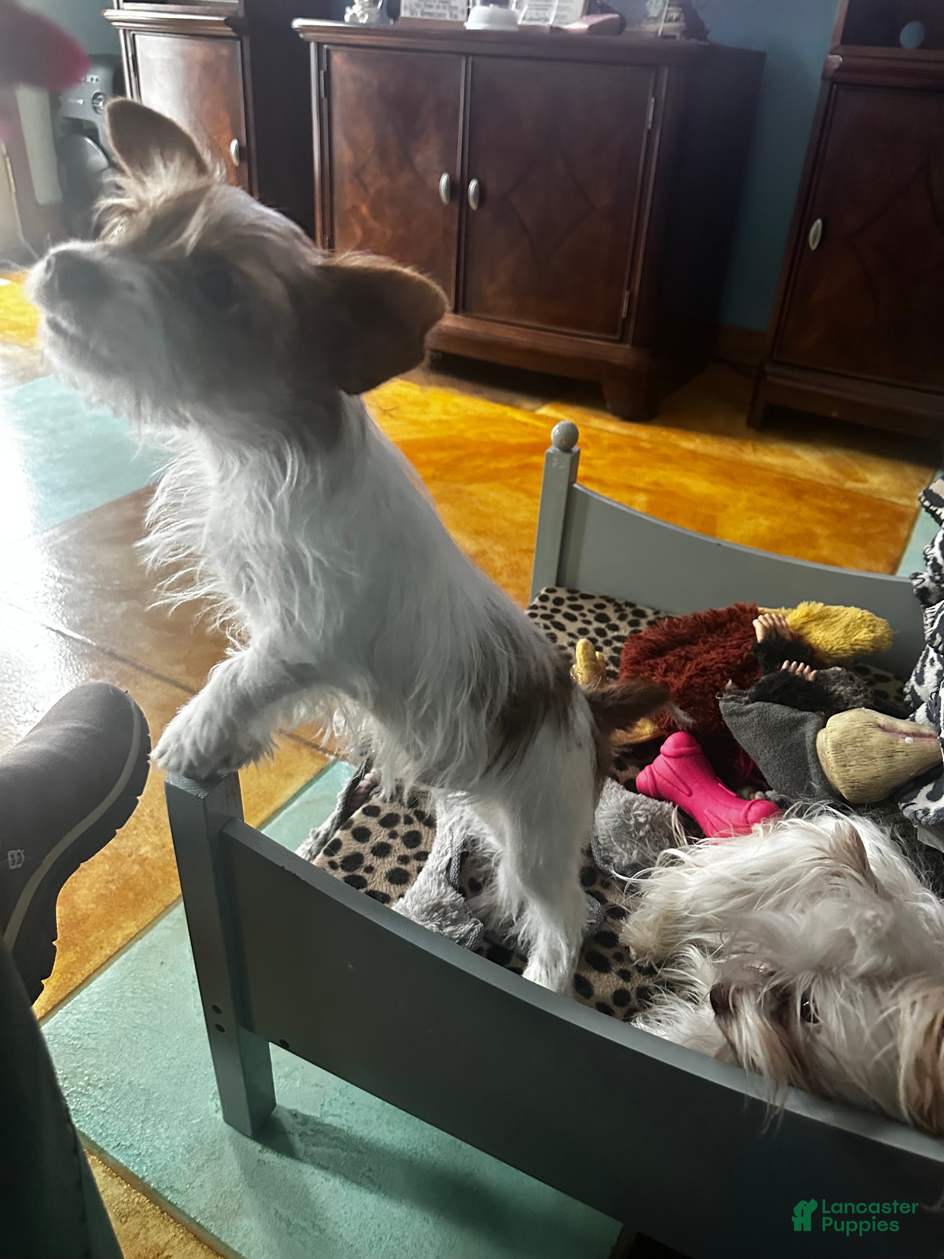 Yorkshire Terrier dogs AKC Cash - Ad 17