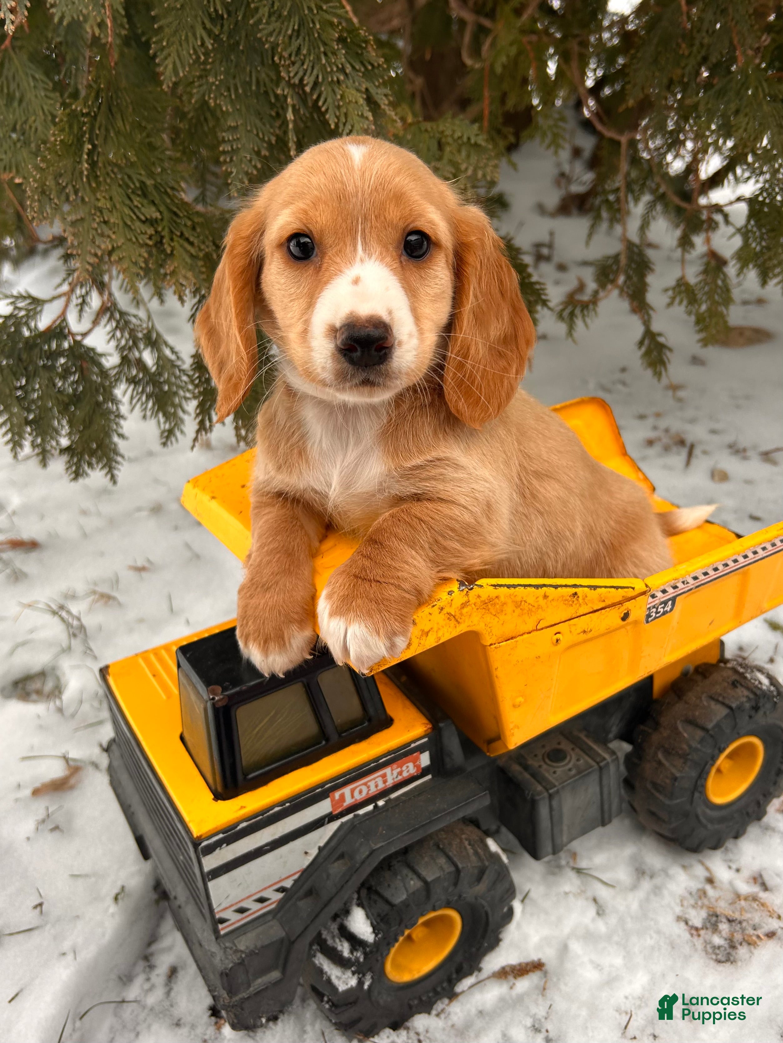 Dachshund dogs Jasper - Ad 4