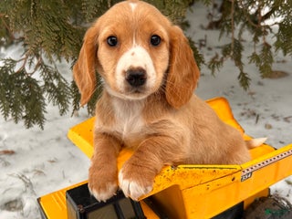 Dachshund dogs Jasper - Ad 4