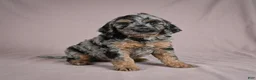 Cockapoo dogs for sale: Arnold - Ad 4