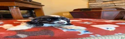 Cocker Spaniel dogs for sale: Black Jack - Ad 6