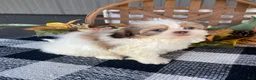 Shih Tzu dogs for sale: Tilly - Ad 7
