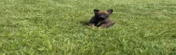 Belgian Malinois dogs for sale: Jackson - Ad 9
