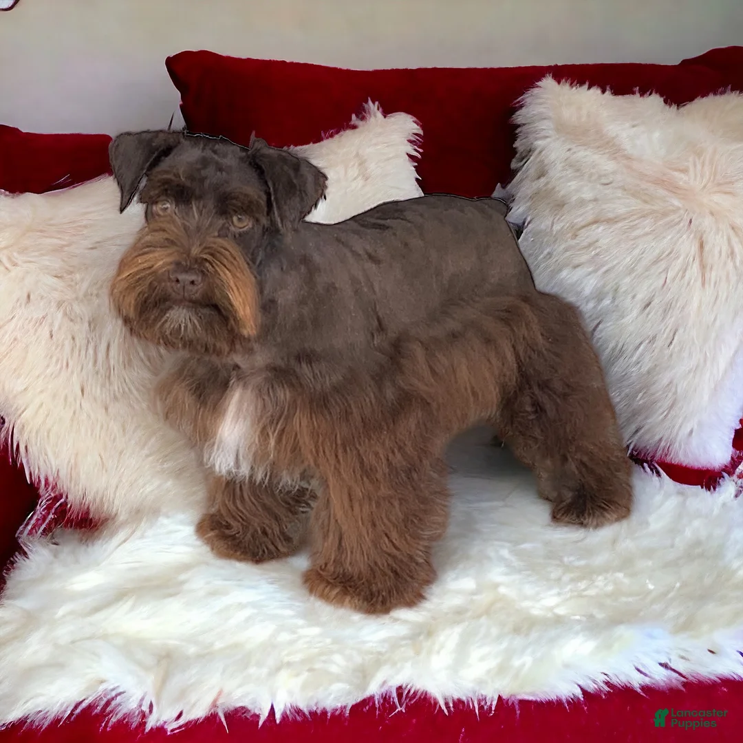 Gallery Image {{count}}