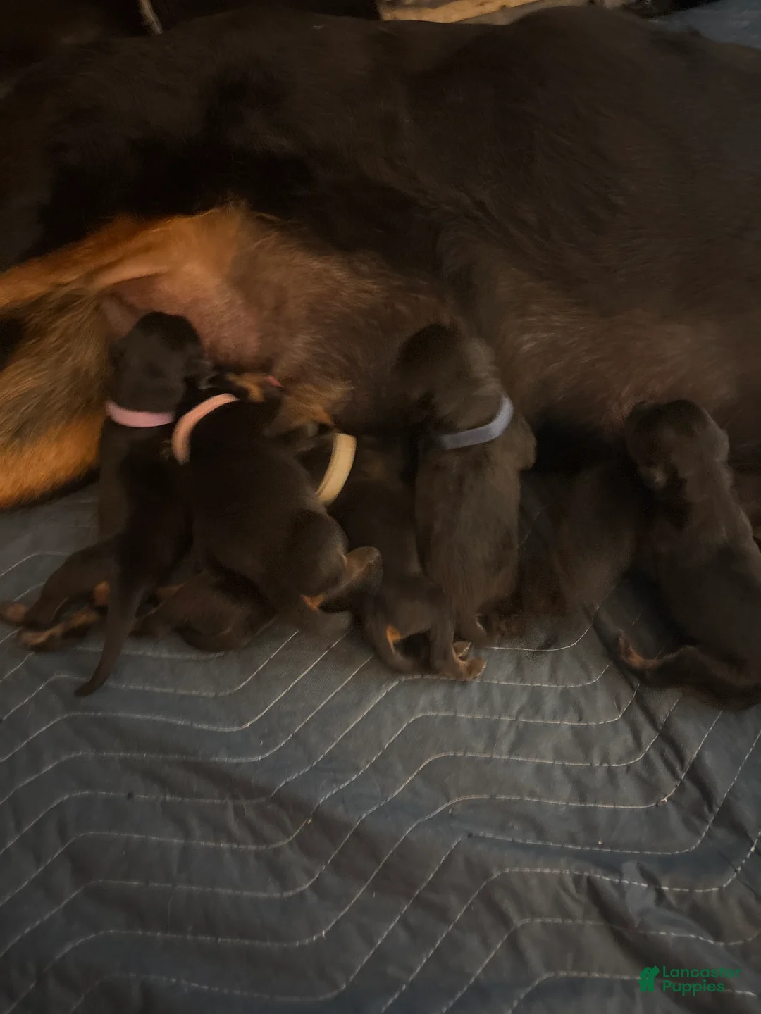 Rottweiler dogs for sale: Rottweiler Puppy 3 - Ad 1