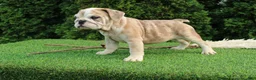 English Bulldog dogs for sale: Daisy - Ad 3