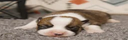 Welsh Corgi Pembroke dogs for sale: Buck - Ad 1