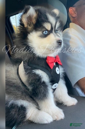 Gallery Image {{count}}