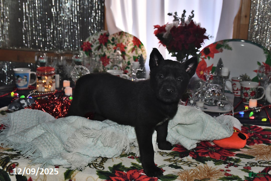 Belgian Malinois dogs for sale: Sarge - Ad 3