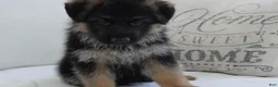 German Shepherd dogs for sale: German Shepherd Pick of litter Male Blue Collar - Ad 4