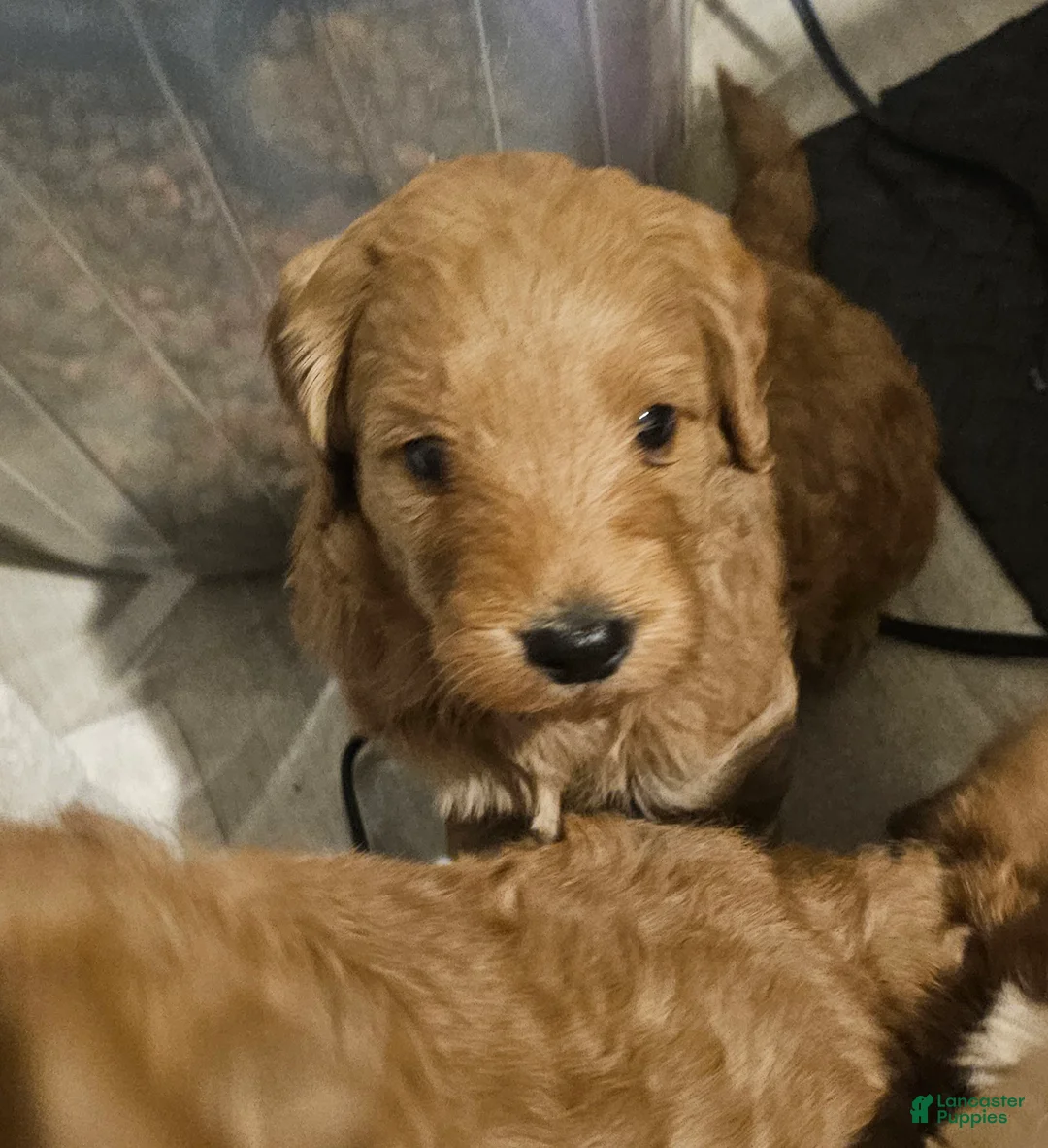 Mixed Breed dogs for sale: Oliver - Ad 6