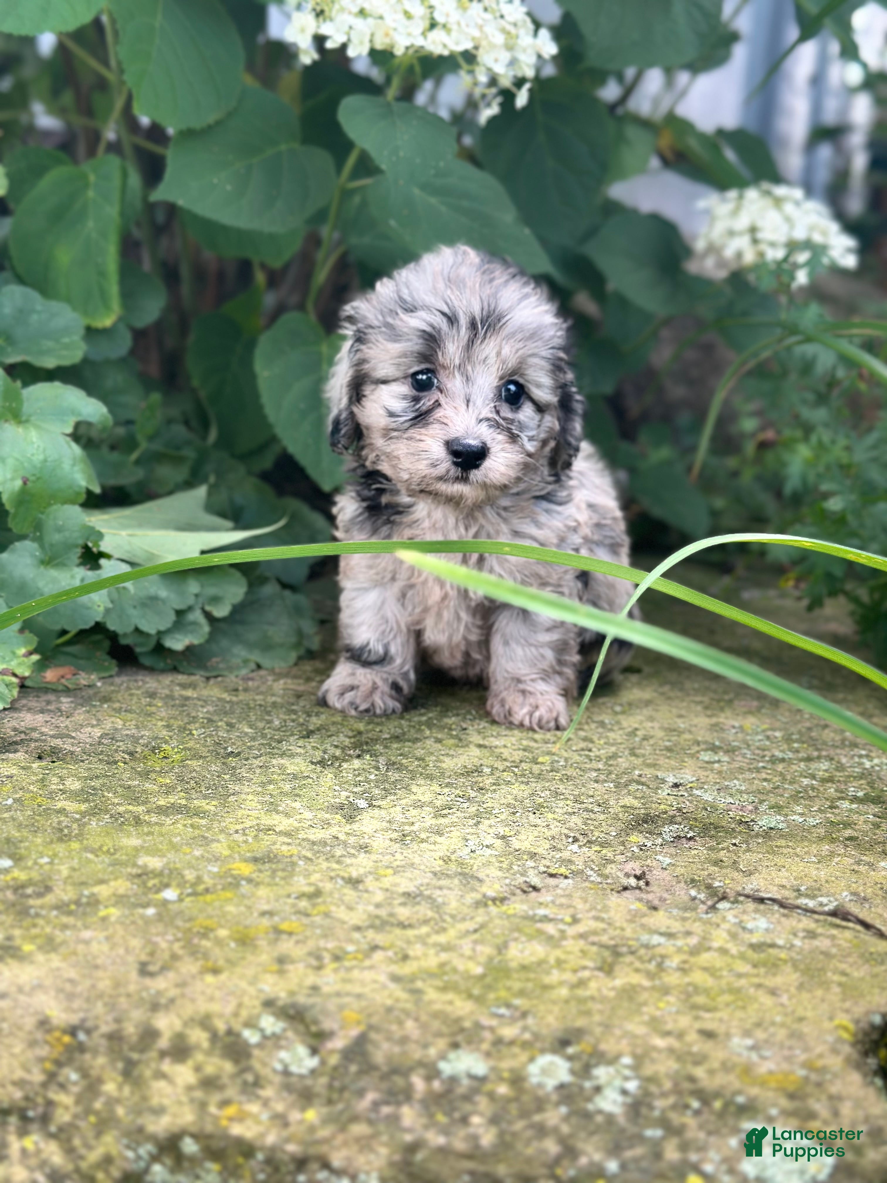 Doxiepoo dogs Bella - Ad 1