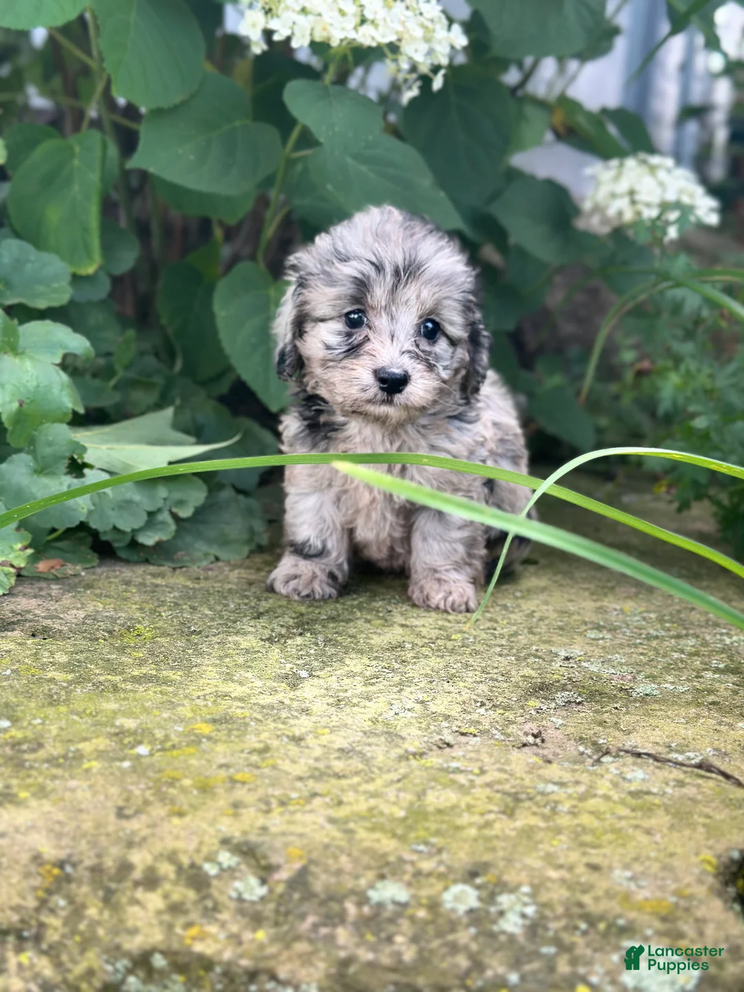 Doxiepoo dogs for sale: Bella - Ad 1